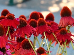 echinacea, Red