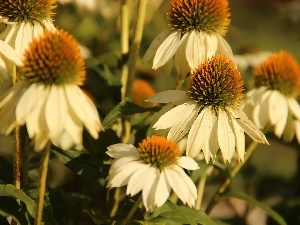 echinacea, White