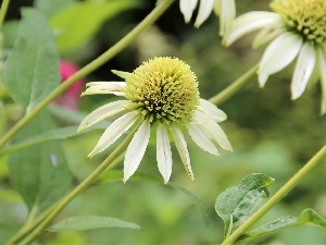 echinacea, White