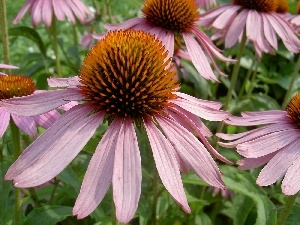 echinacea