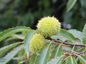 edible, chestnuts