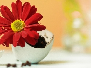 shell, eggs, Gerbera