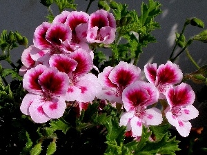 English, geranium