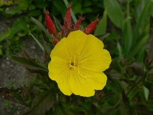 Evening Primrose, Buds, Colourfull Flowers