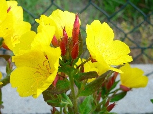 Evening primrose decorative, beautiful