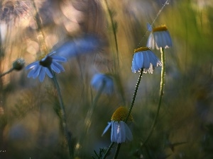 Meadow, evening, chamomile