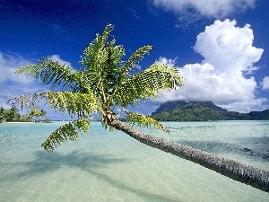 exotic, Palm, Sky, room, sea