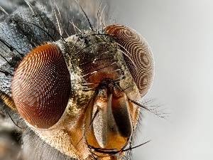 Eyes, rapprochement, Insect, Close, fly