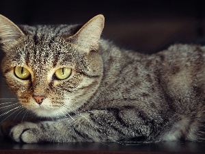 kitten, Eyes, Gray