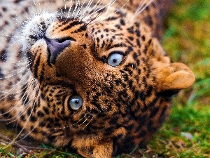 Eyes, Leopards