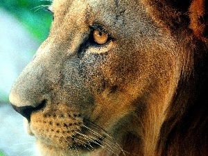 Eyes, Lion
