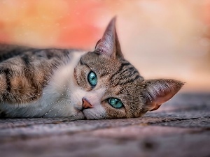 Eyes, turquoise, lying, cat