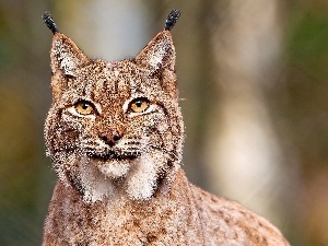 Eyes, Lynx