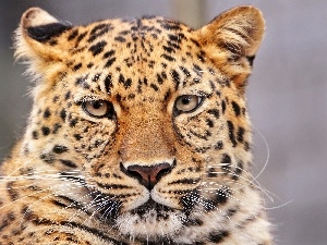 moustache, Eyes, leopard