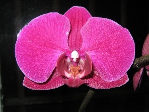 orchid, Pink