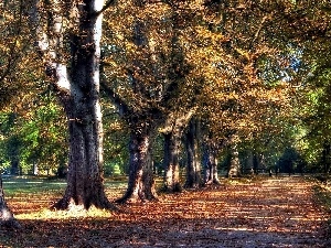 fallen, alley, oaks, autumn, Leaf, Park
