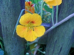 Fance, nasturtium, Yellow, Colourfull Flowers