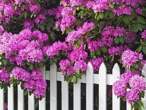 rhododendron, Fance, Violet