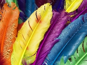 feather, color