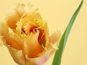 feathery, flower, tulip, Yellow