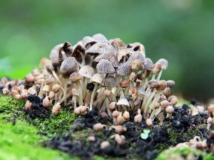 feet, hats, little doggies, mushroom