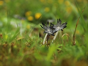 feet, hats, mushrooms, grass