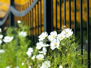 Cosmos, fence, White