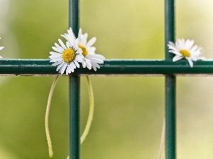 fence, daisies