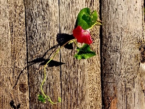 fence, Wilec, Colourfull Flowers, creeping