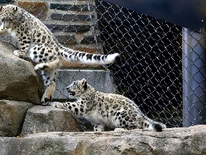 fence, rocks, Panthers, Irbisy, snow