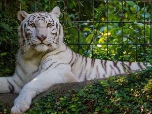 fence, Bush, White, tiger