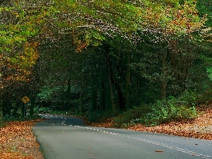 fern, Leaf, Way, autumn, forest