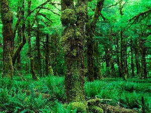 fern, forest, Beatyfull, Green