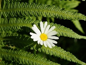 Fern, leaf, Colourfull Flowers, Daisy