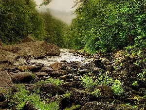 fern, Stones, forest, Fog, River