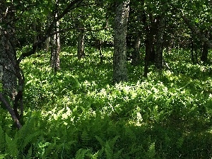 Fern, forest