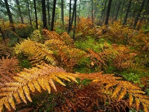 fern, forest