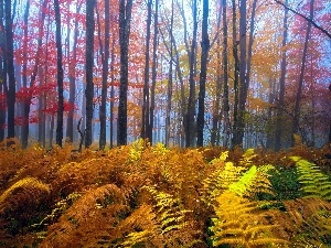 fern, forest