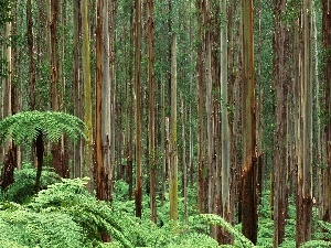 fern, forest