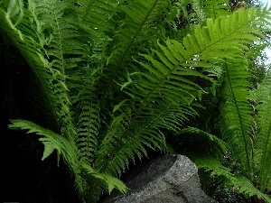green, fern, Leaf