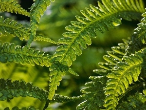 fern, Leaf