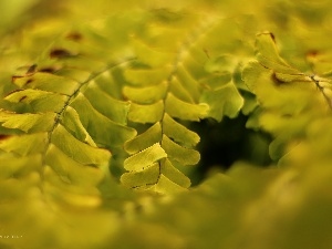 Fern, Leaf