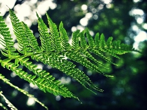 fern, leaf