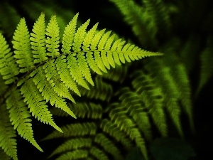 fern, Leaf
