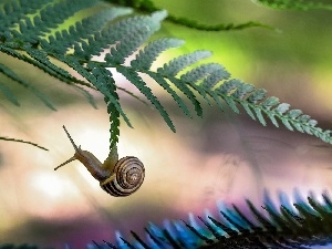leaf, fern, snail