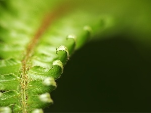 fern, leaf