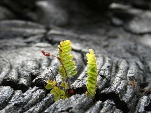 leaves, fern, change