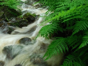 fern, Stones, mountainous, stream