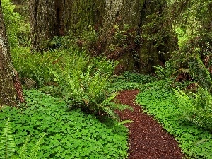 Path, fern, forest