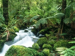 Fern, Stones, River, mossy